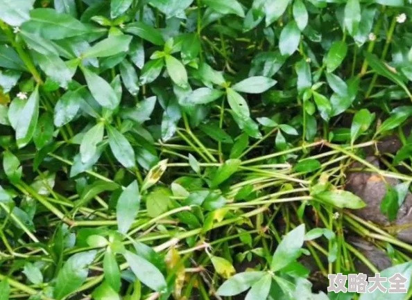 久操视频基地内容低俗传播不良信息已被举报